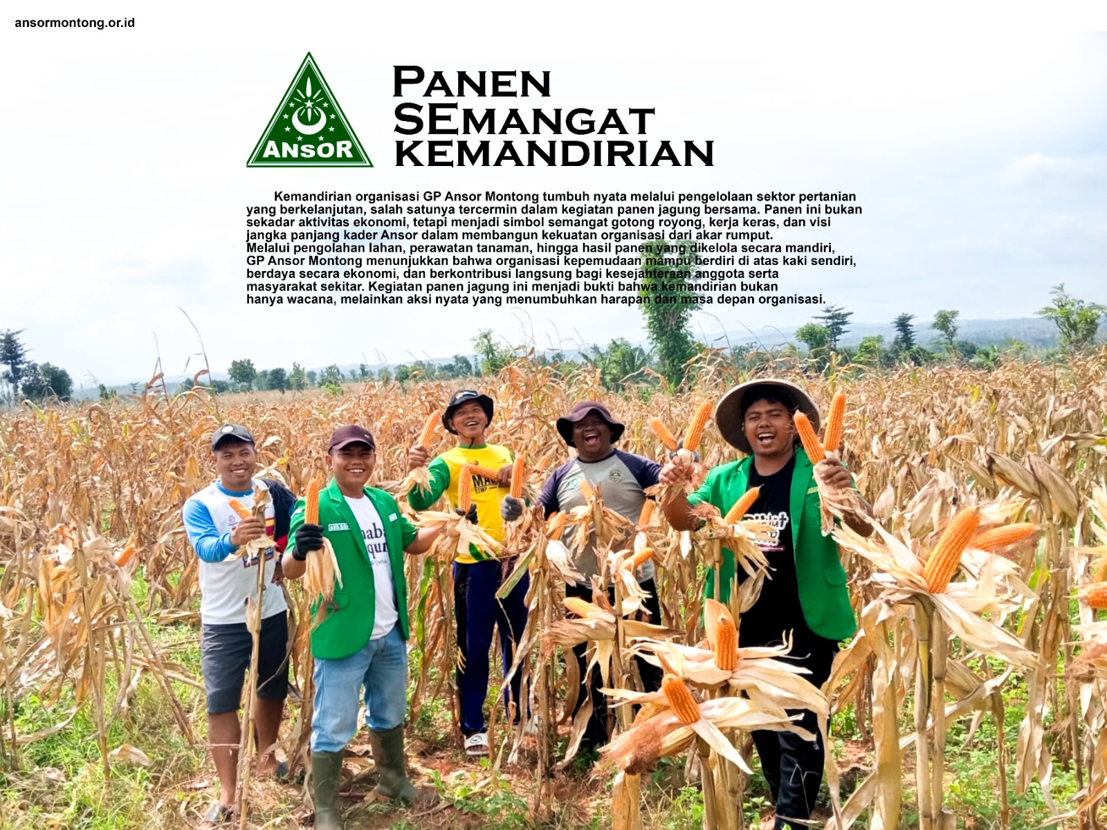 Mandiri Secara Ekonomi, PAC GP Ansor Montong Panen Jagung untuk Biayai Pelantikan