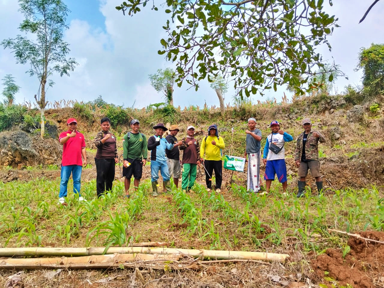 Sinergi Kader Ansor-Banser Montong: Giat Perawatan Lahan Jagung untuk Ketahanan Pangan