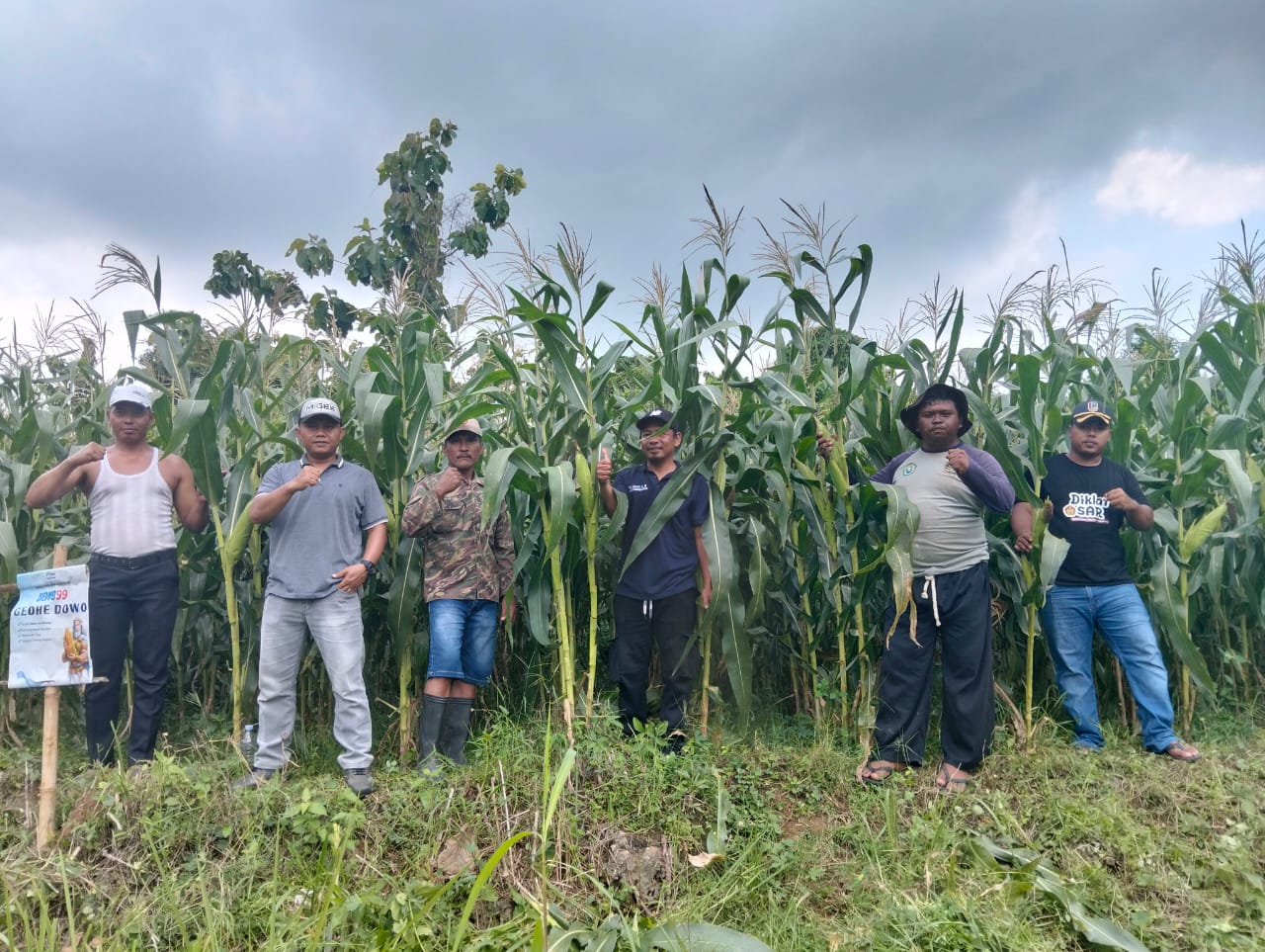 Sinergi Ketahanan Pangan: Tanaman Jagung Ansor Montong Masuki Usia 75 HST dengan Hasil Menjanjikan